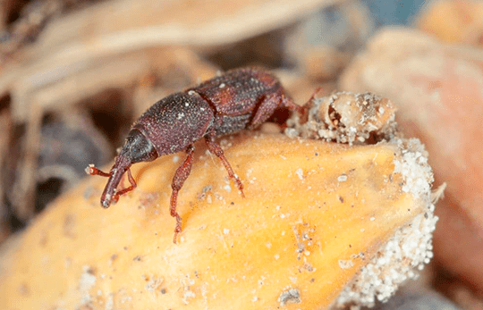 Como detectar a infestação de caruncho em casa