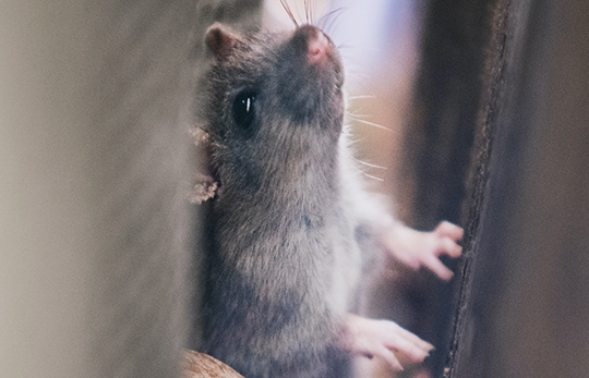 Descubra como acabar com ratos e ratazanas