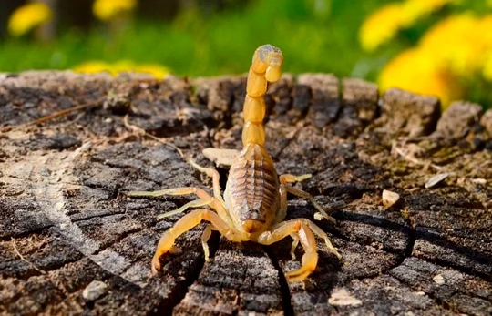 O que fazer ao encontrar um escorpião amarelo dentro de casa?